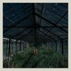 FOXING-DEALER (LP)