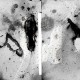 CERTAIN CREATURES-VIPASSANA (2LP)