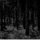 MOLOCH-ABSTRAKTER WALD (CD)