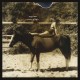 EAGLE/DEER-SUMMER OF SEPIA (LP)