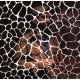 SAMIYAM-ANIMALS HAVE FEELINGS (CD)