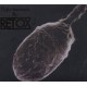 RETOX-UGLY ANIMALS (LP)