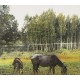 PIANOS BECOME THE TEETH-OLD PRIDE  (CD)