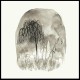 WOODPIGEON-TROUBLE (CD)