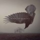 KATATONIA-FALL OF HEARTS (2LP)