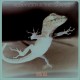 ALEXANDER & THE GRAPES-HYPER SELF (LP)