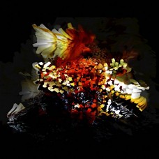 BOGUS ORDER-BULLNOSE STE -EP- (12")