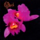 OPETH-ORCHID (CD)