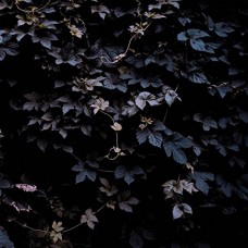 MICHAEL VALLERA-VIVID FLU (LP)