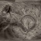 NIDSANG-INTO THE WOMB OF.. (CD)