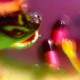 BUSH TETRAS-TAKE THE FALL (LP)