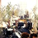 GIRAFFE-CLIMATE (12")