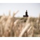 CUNNING FOLK-CONSTANT COMPANION (CD)