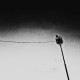JOONAM-TIGHTROPE -DOWNLOAD- (12")