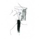 GRUN WASSER-NOT OK WITH THINGS (LP)