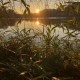 GREG FOAT & JAMES THORPE-PHOTOSYNTHESIS (CD)