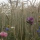 LASSES-UNDONE (CD)