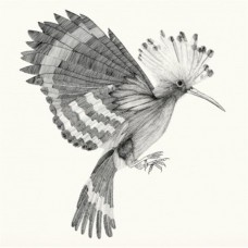 COCANHA-PUPUT (CD)