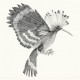 COCANHA-PUPUT (CD)