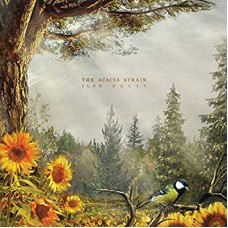 ACACIA STRAIN-SLOW DECAY (CD)