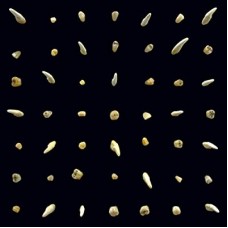 CLIPPING-VISIONS OF BODIES BEING.. (CD)