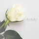 HEART IN HAND-A BEAUTIFUL WHITE (CD)