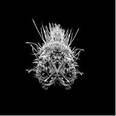 SELM-TIIIER / POST-ADRENALINE (LP)