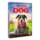 FILME-LIFE WITH DOG (DVD)