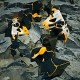 EOMAC-CRACKS -COLOURED- (LP)