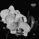 ASSORTED ORCHIDS-ASSORTED.. -COLOURED- (LP)