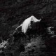 FUZZY LIGHTS-BURIALS (CD)
