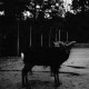 SIAL-ZADAM EDAN (7")
