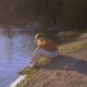 BOY SCOUTS-WAYFINDER -TRANSPAR/INDIE- (LP)