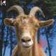 AGORIA-.DEV (2LP)