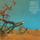 MOLLY TUTTLE & GOLDEN HIGHWAY-CROOKED TREE (CD)