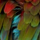 NYOS-CELEBRATION (CD)