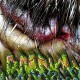 BADRICH-FORENSICS (CD)