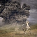 WHITE BUFFALO-YEAR OF THE DARK HORSE (CD)