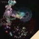 RAMPUE-TRAGWEITE (2LP)