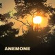 ANEMONE-FREEBIRD (LP)