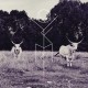YAKIMA JERA-CAPTURE (CD)