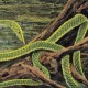RAINFOREST SPIRITUAL ENSL-GREEN GRAVES (3LP)