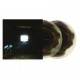 EMERALDS-DOES IT LOOK LIKE I'M HERE? -COLOURED- (2LP)
