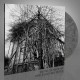 IMPURE WILHELMINA-DEAD DECADES -COLOURED/LTD- (LP)