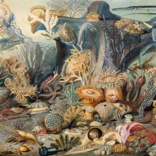 CHYPHO-EPISODES IN OCEANOGRAPHY, VOL. 2 (CD)