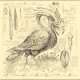 SARAH BELLE REID & VINNY GOLIA-ACCIDENTAL ORNITHOLOGY (CD)