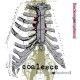 COALESCE-FUNCTIONING ON IMPATIENCE (CD)