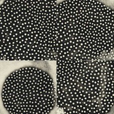 K. LEIMER-PROXIMATE FORMS (CD)