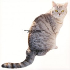 SARTER KIT-WHAT I AM AND WHAT I'M NOT -HQ- (LP)
