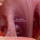 JANE SHELDON-FLOWERMUSCLE (CD)